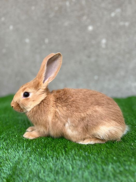 Burgundiya sames 2 oylik