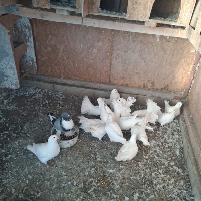 Porumbei albi rotați