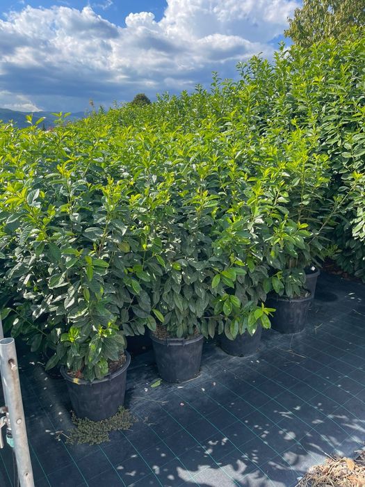 Prunus laurocerasus de calitate extra avem mai multe dimensiuni