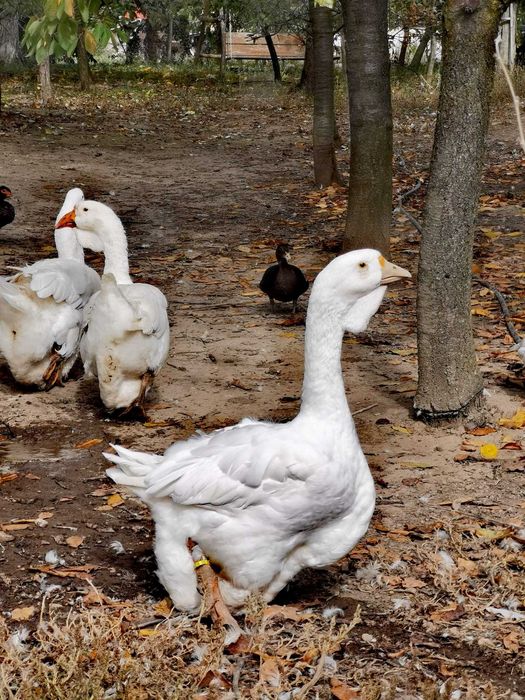 Gaste Holmogor tineret sau mature