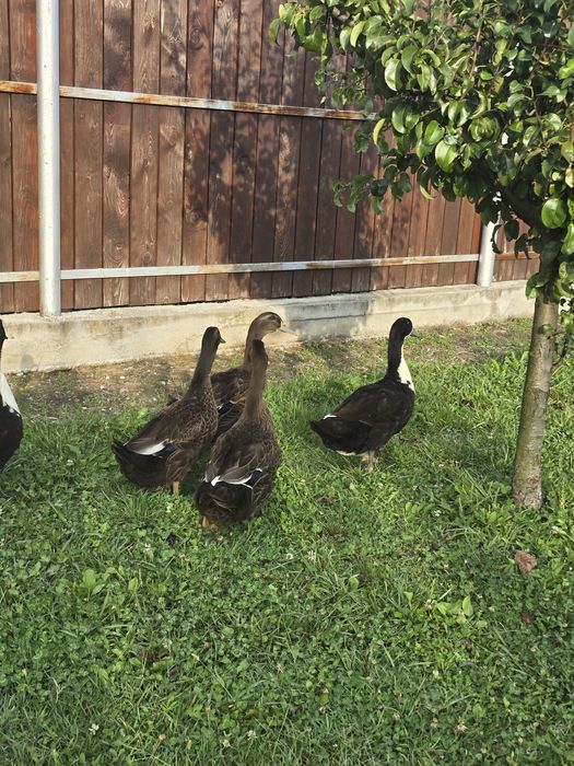 Rațe Rouen si colorate