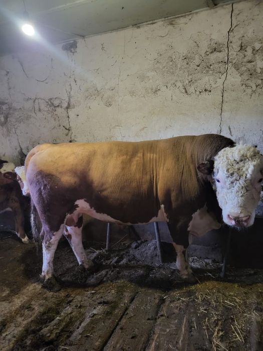 Племенной бык на продажу