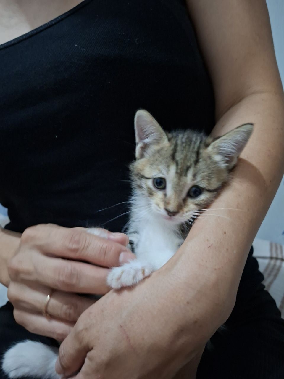 Отдам котят в хорошие руки