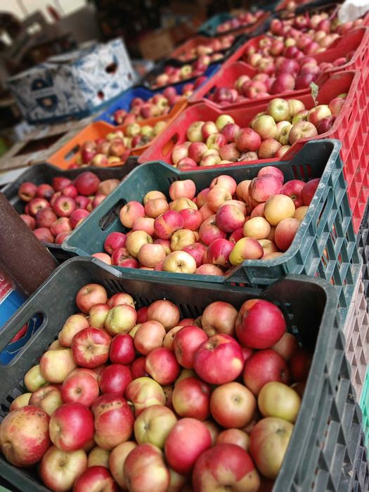 Mere suc, tuica si industrie din cules