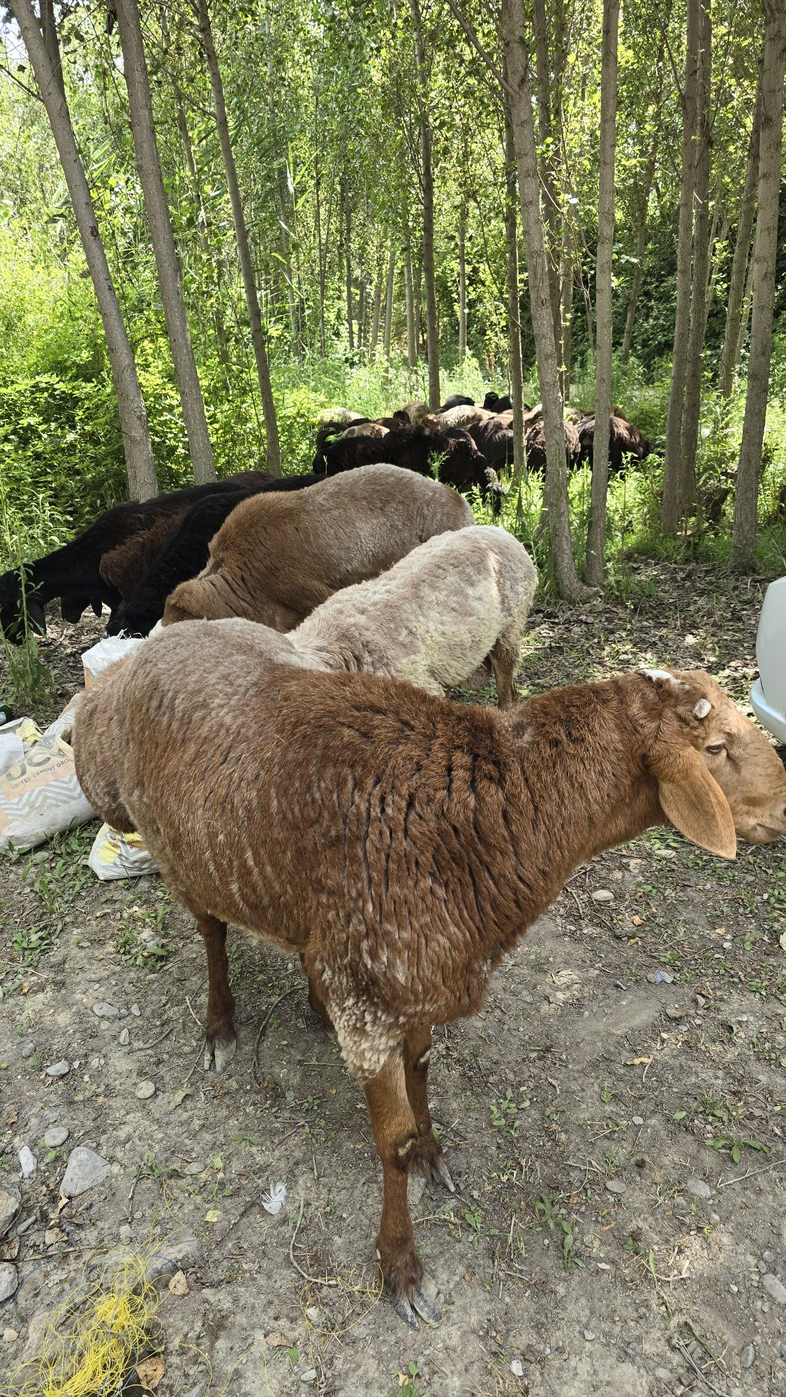 Куйлар сотилади Куйлар