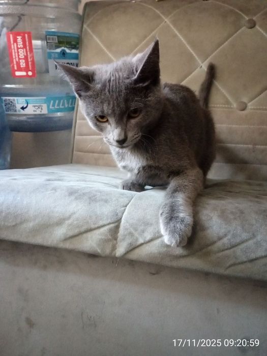 Mushuk sotiladi . Russiyan Bule