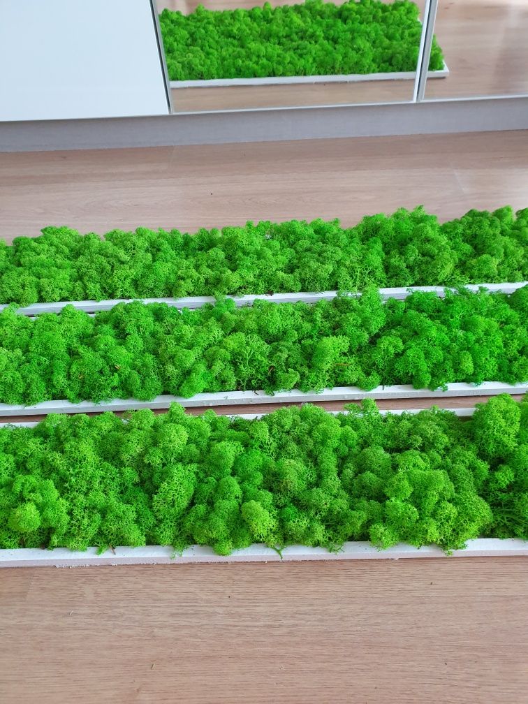 Tablou licheni verde deschis 100x15