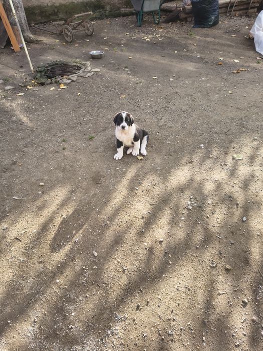 Ciobanesc de Asia Centrala( Alabai)