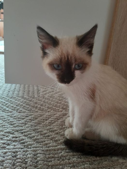Сиамский котёнок в добрые руки добрый и воспитанный, очень красивый 87
