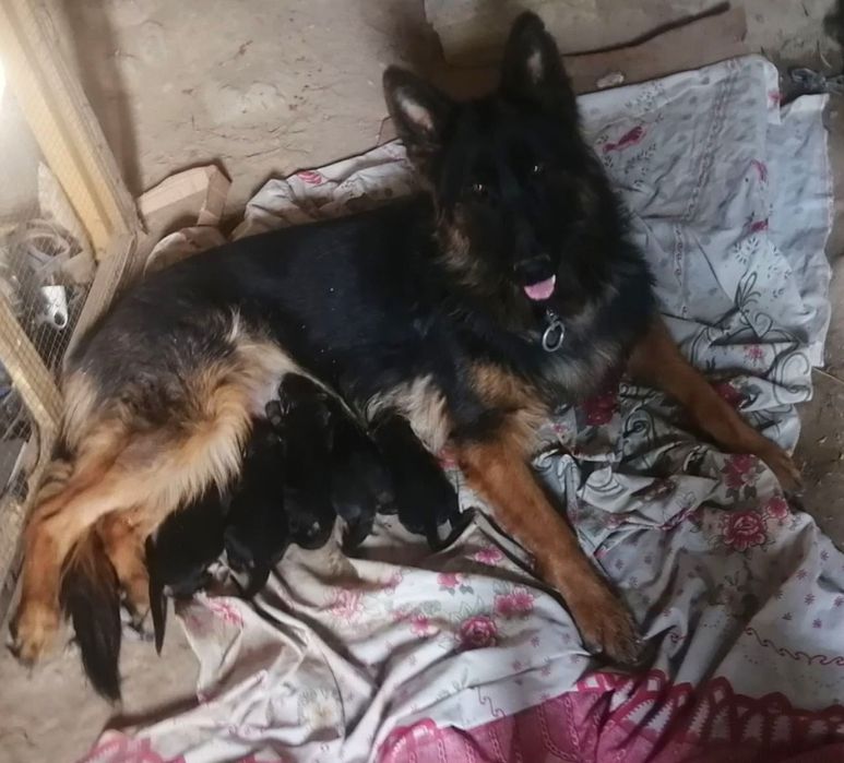 Sotiladi toza qon nemis ovcharkasi ayiq kalla