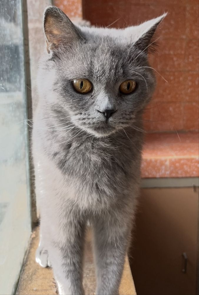 Британска котка с Европейски паспорт и Ваксини.