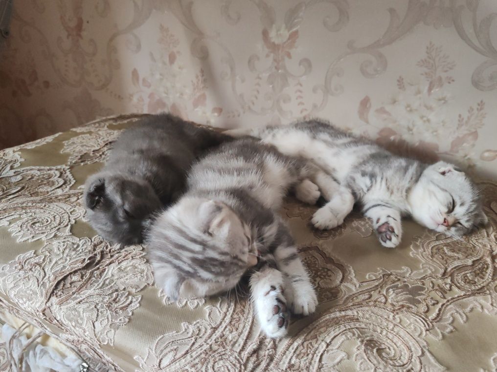 Продам вислоухого котёнка