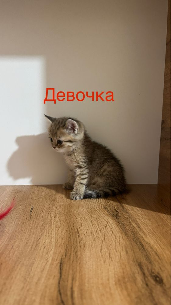 Продаётся чистокровный котята