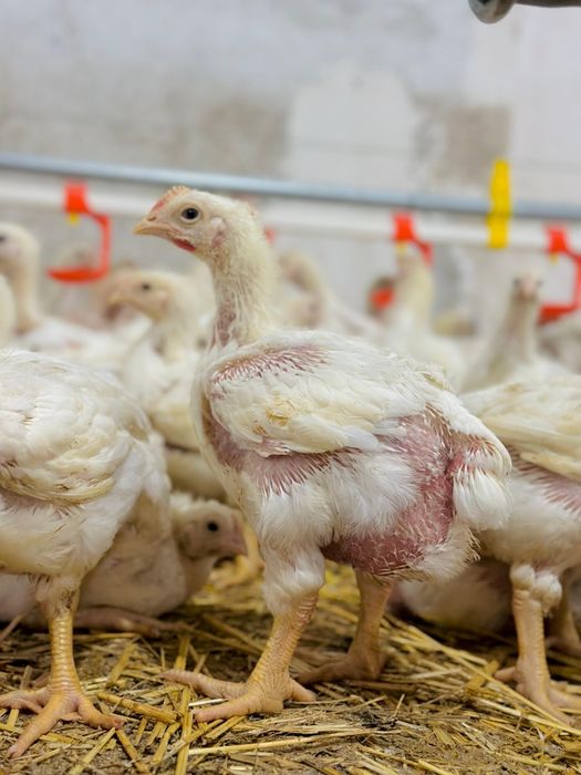 Pui de 1,2-1,3 kg. la 16 Ron / pui