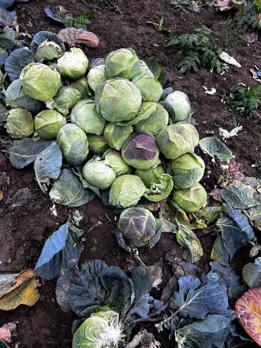 Vand varza romaneasca