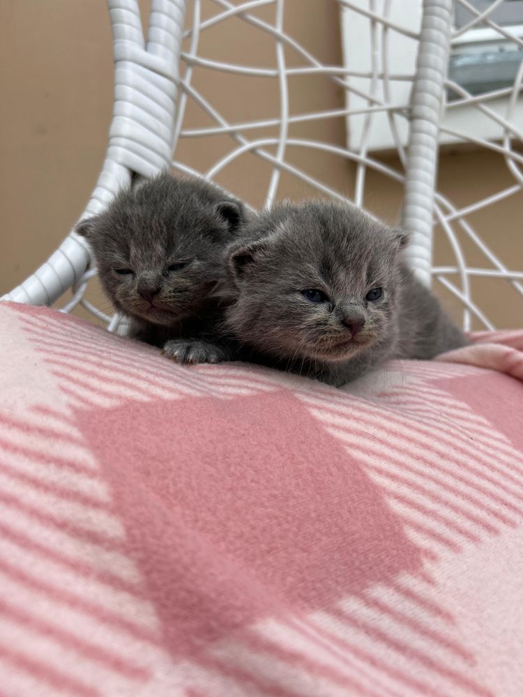Котята британские