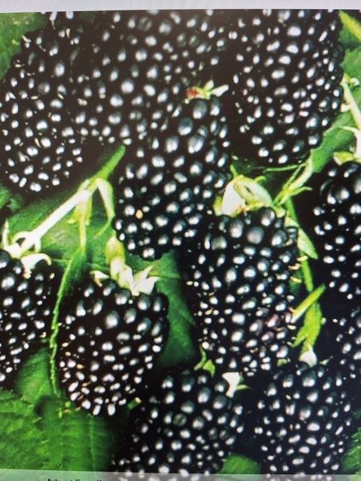 Butasi mur fără țepi Thornfree