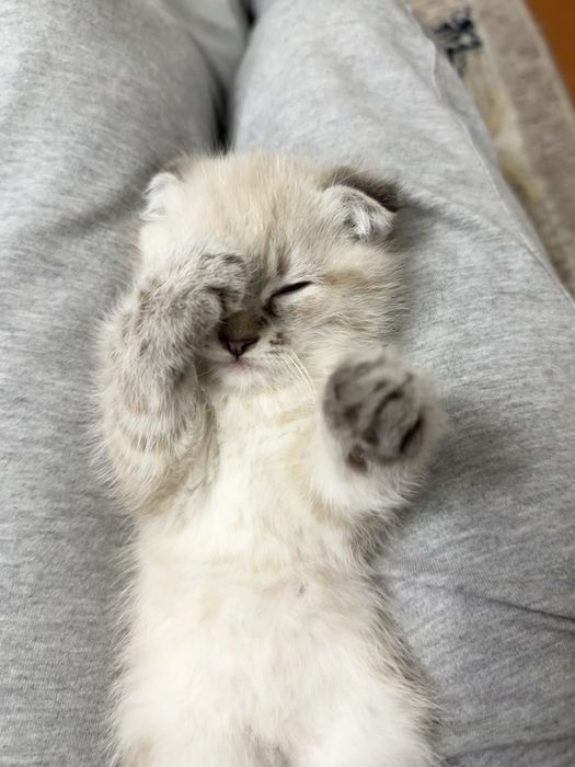 СКОТИШ ФОЛД! 2,5 месяцев