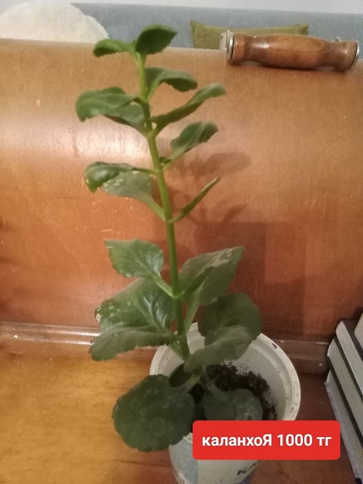 Продам недорого разные  комнатные цветы недорого