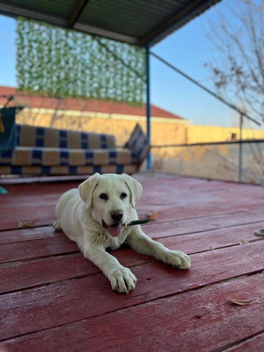 Лабрадор чистокровная девочка