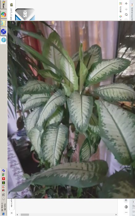 Flori de apartament, casa, birou