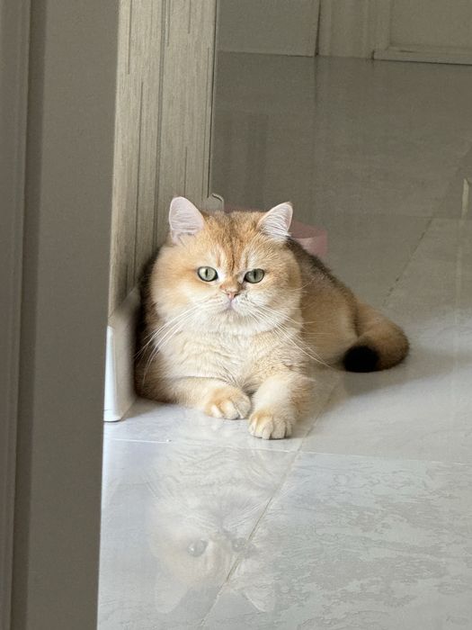 Кот на вязку привазной кот