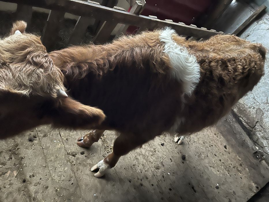 1 бас еркек бұзау сатылады семіз