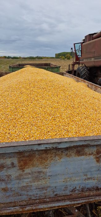 Porumb producție 2025