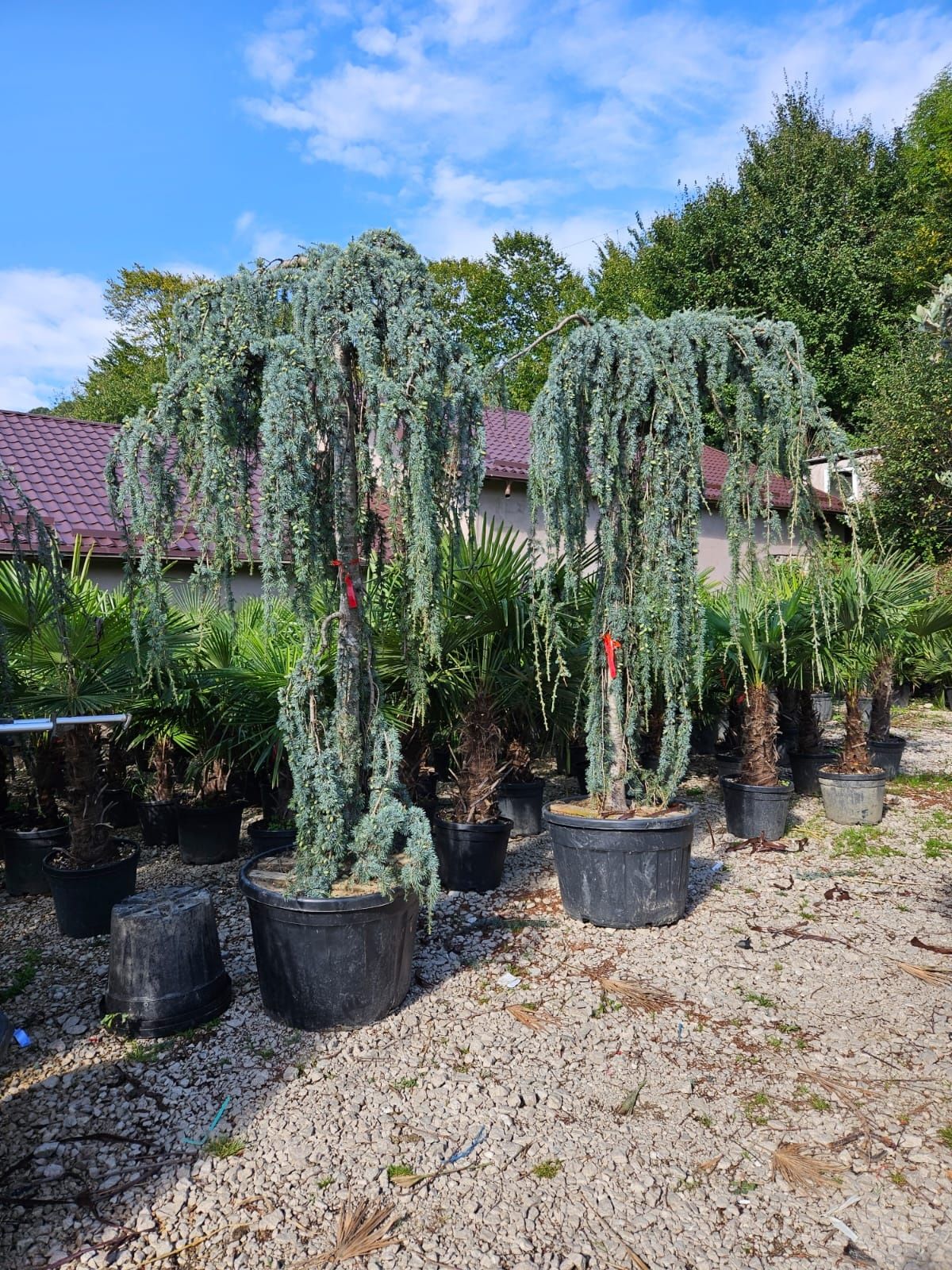 Plante ornamentale de cea mai buna calitate