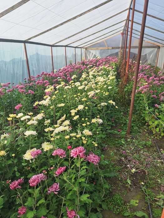 Vand flori  crizanteme albe si roz