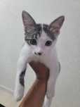 Отдам котёнка в хорошие руки
