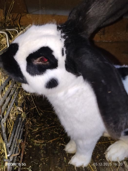 Mascul fluture german de vânzare