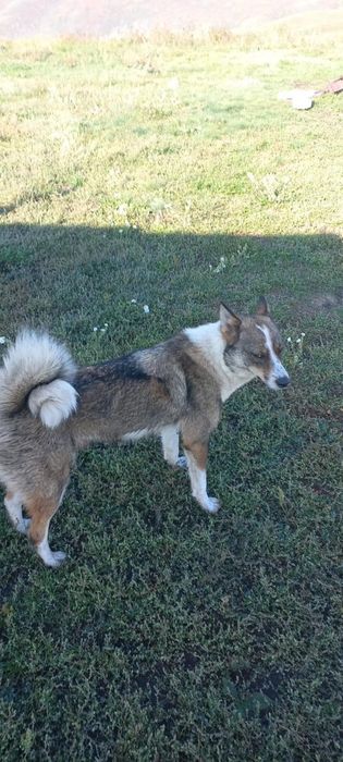 Продам лайку робочи сучка