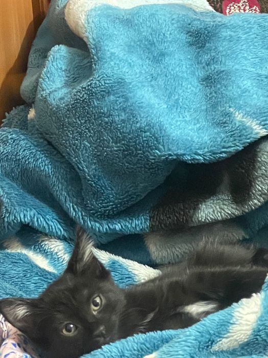 Котёнок, отдаем даром