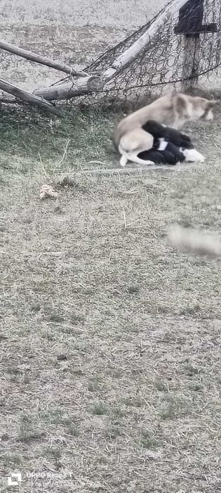 Подкинули собачье семейство. Нужен дом!