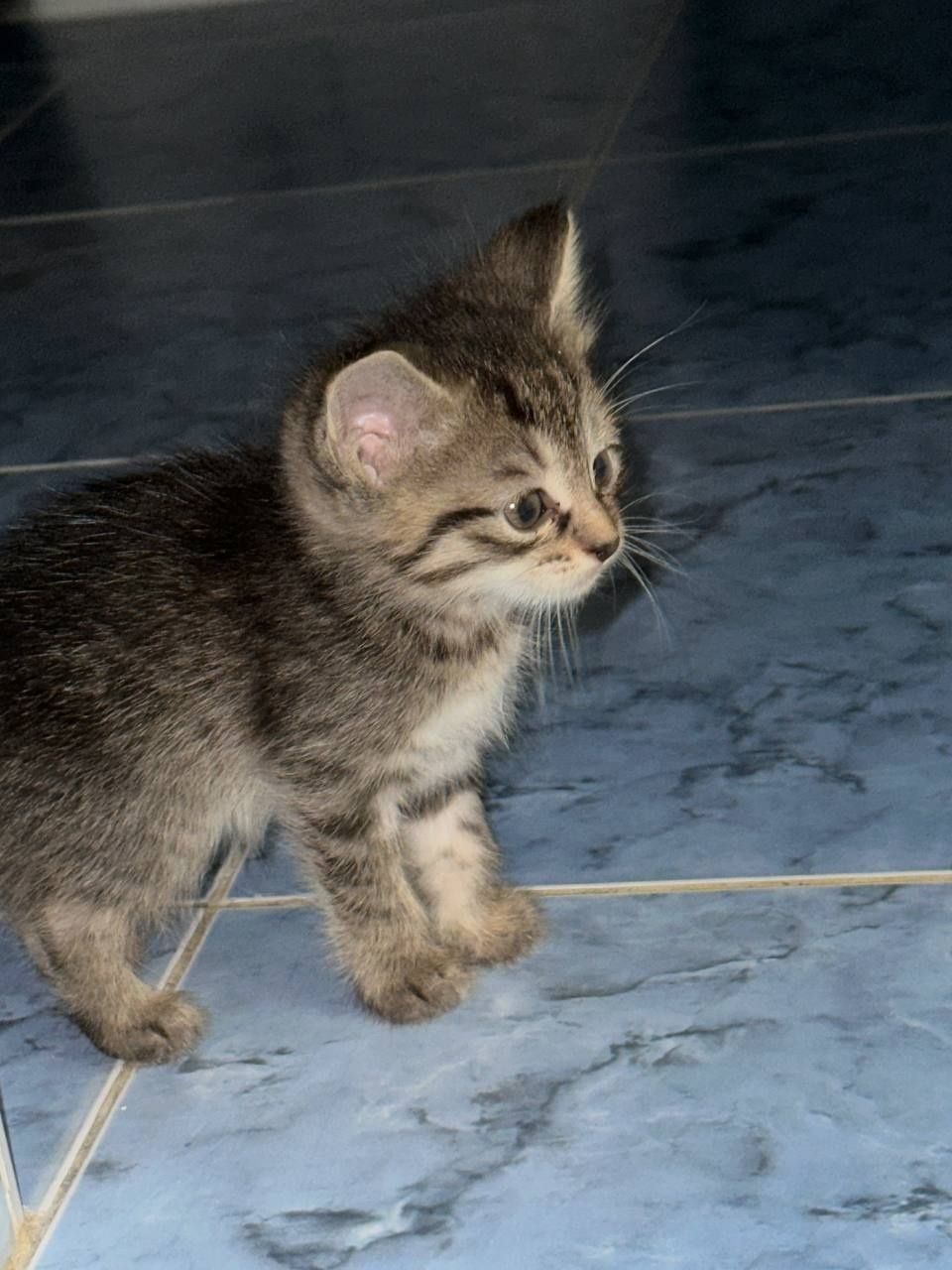 Отдаю бесплатно домашних котят. В любящие, заботливые ручки. 5 котят..