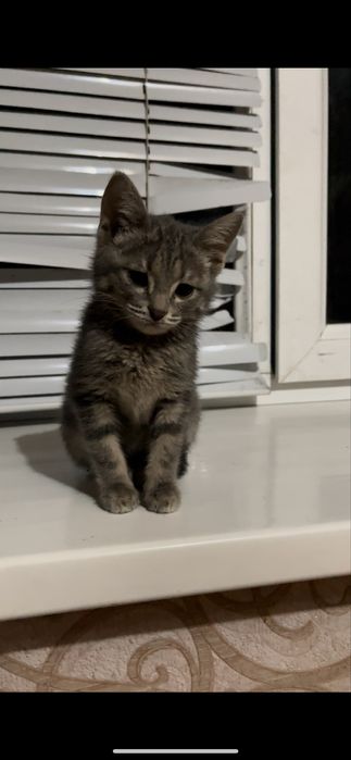 Отдадим котят в доброе руки