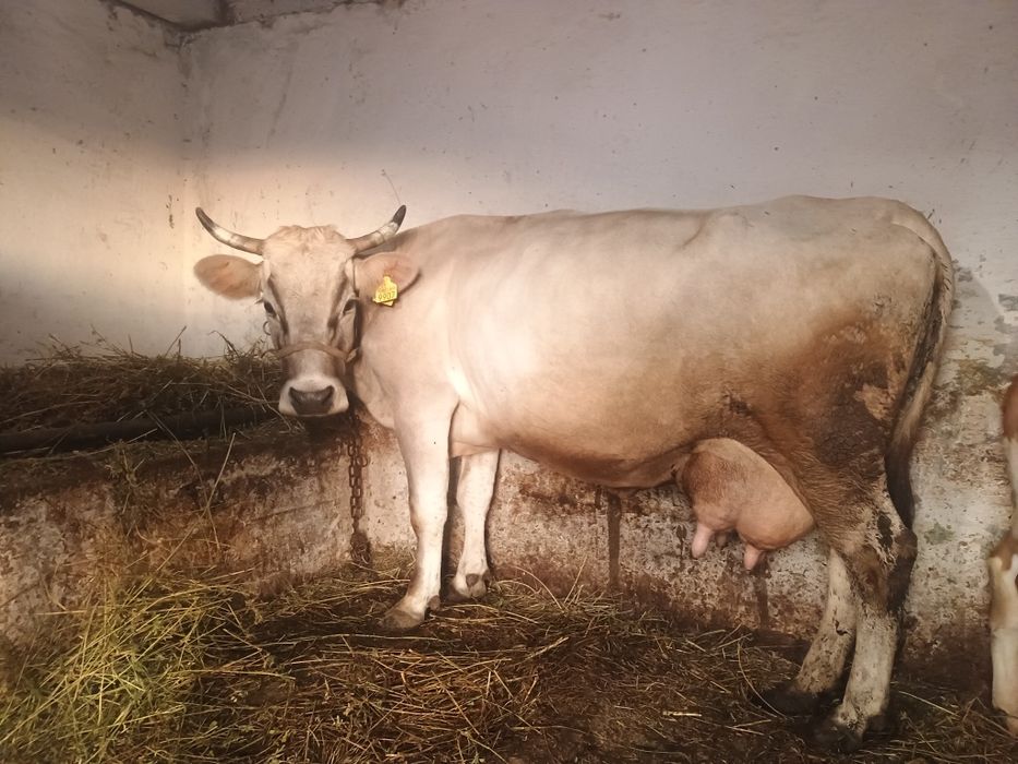 Vând o vaca bruna de Maramureș de 5 ani cu 17 litri de lapte la zi