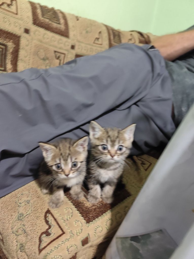 Срочно отдам котят