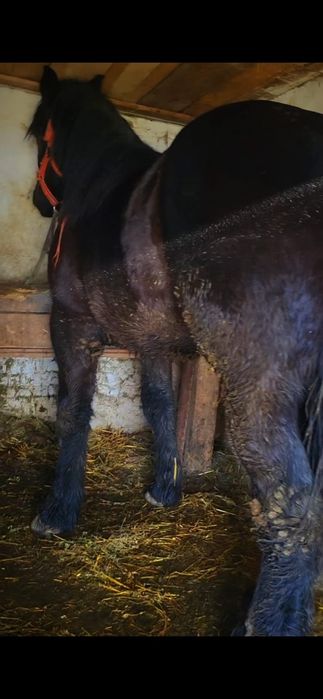 Vând sau schimb mânz de 1 și 8 luni 180 la greben 750 greutate