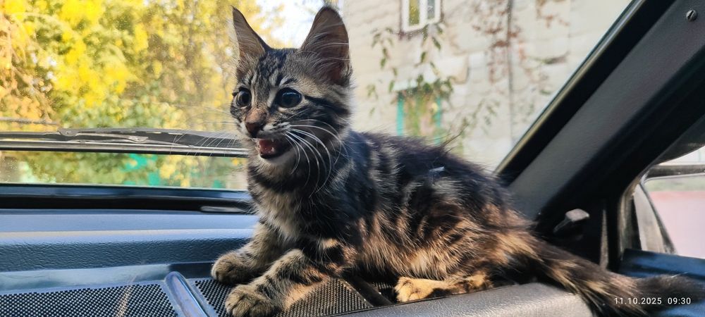 Котята даром в хорошие руки