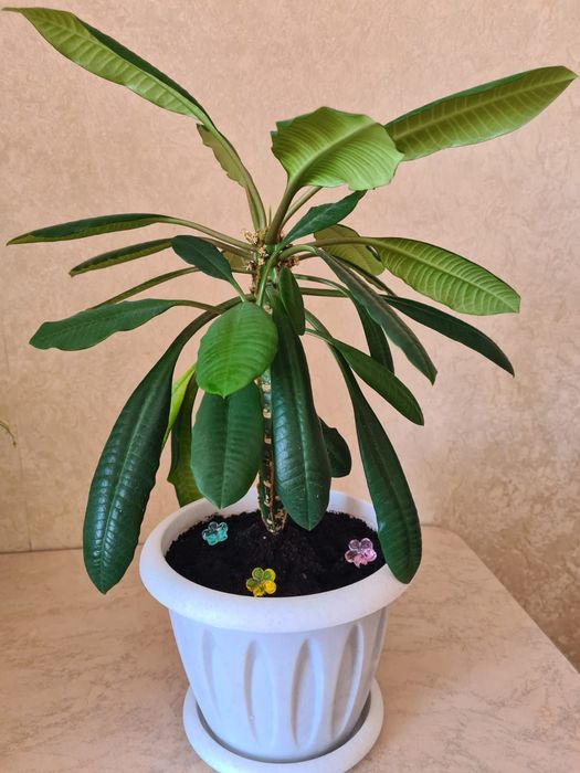 Молочай беложилковый, пушистый кактус,денежное дерево