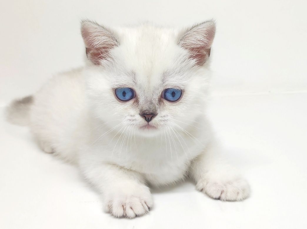 КоТик и коШечкА брИтаНскИе голУбоглАзые