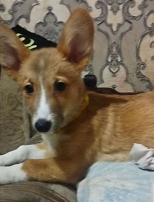 Мальчик вельш пемброк корги