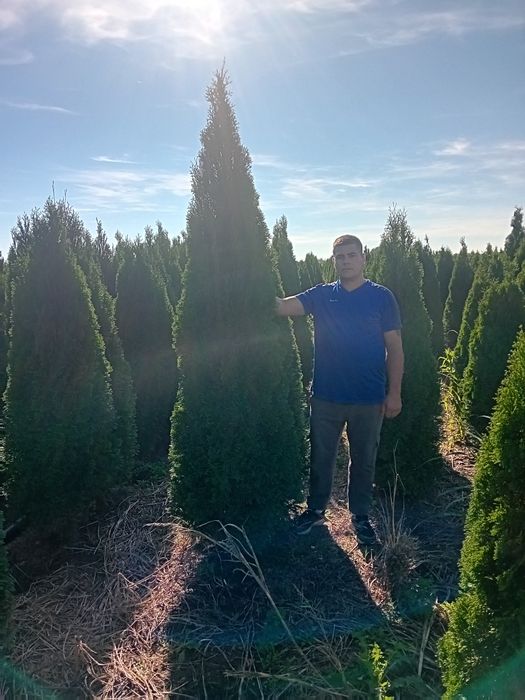 Vând tuia thuja smaragd diferite dimensiuni