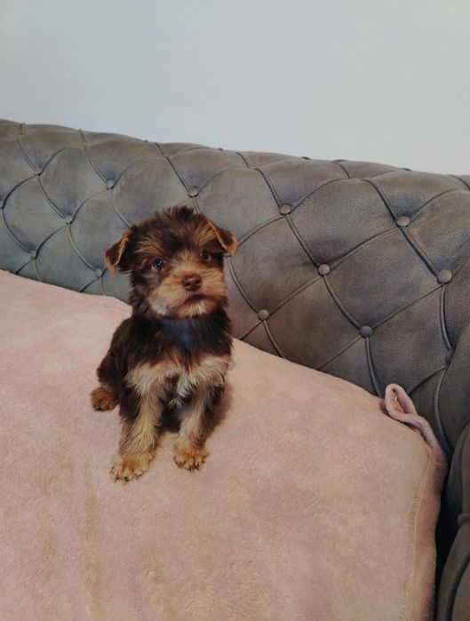 Йоркширски териер,мини,кафяво, шоколадово