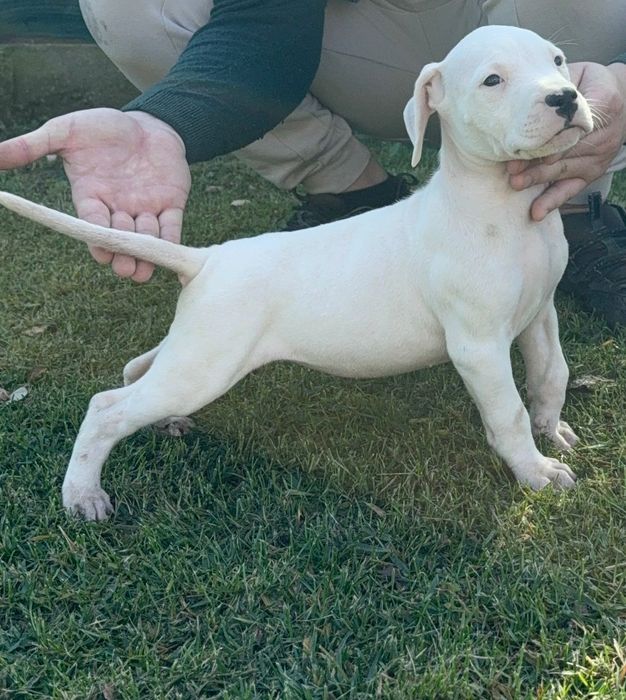 Dog Argentinian cu Pedigree