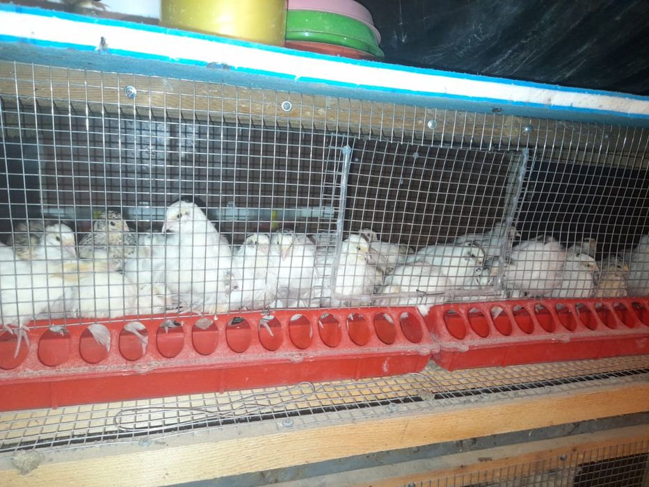 Бөдене сатылады!!!