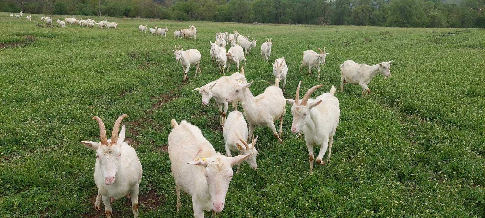 Продавам кози порода  "Саанска" закупени от Австрия.