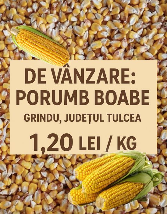De vânzare: Porumb boabe